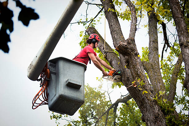 How Our Tree Care Process Works  in  Fair Haven, NY